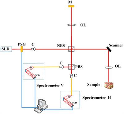 Determination of birefringence of biological tissues using modified PS-OCT based on the quaternion approach